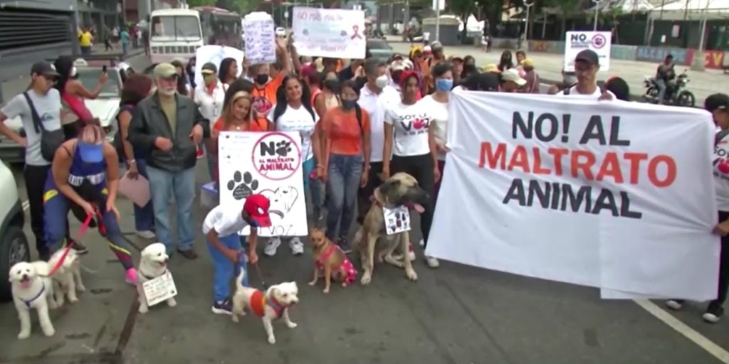 Manifestación canina y gatuna sale a las calles contra el maltrato animal