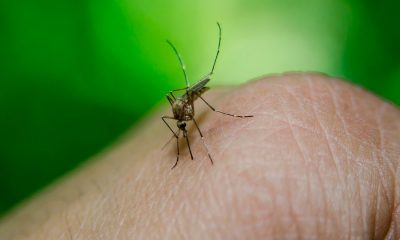 Salud emite recomendaciones para evitar dengue, zika y chikungunya.