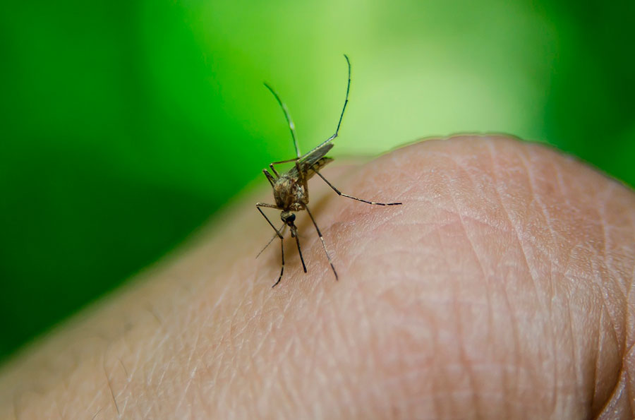 Salud emite recomendaciones para evitar dengue, zika y chikungunya.
