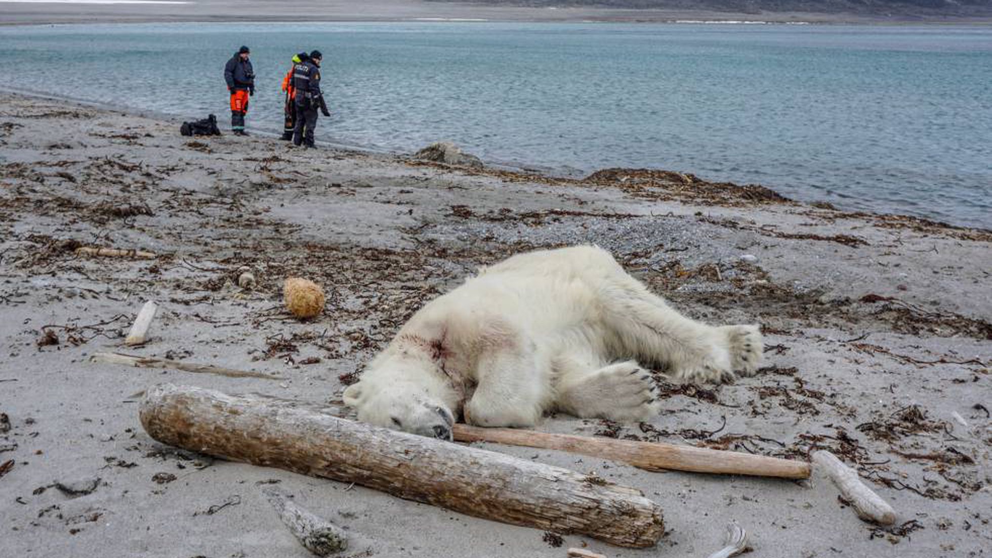 Calentamiento global tiene al borde de la muerte a varios animales