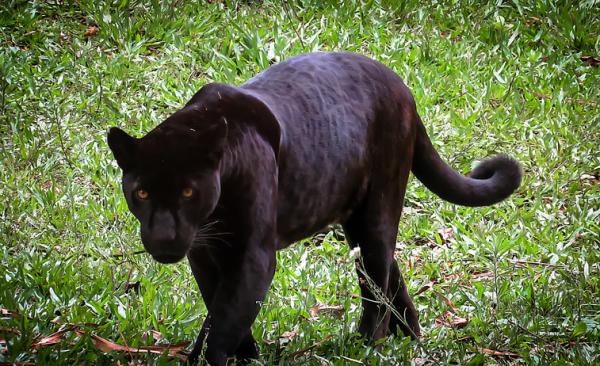 Pantera Negra en El Naranjo, Mixco continúa desaparecida