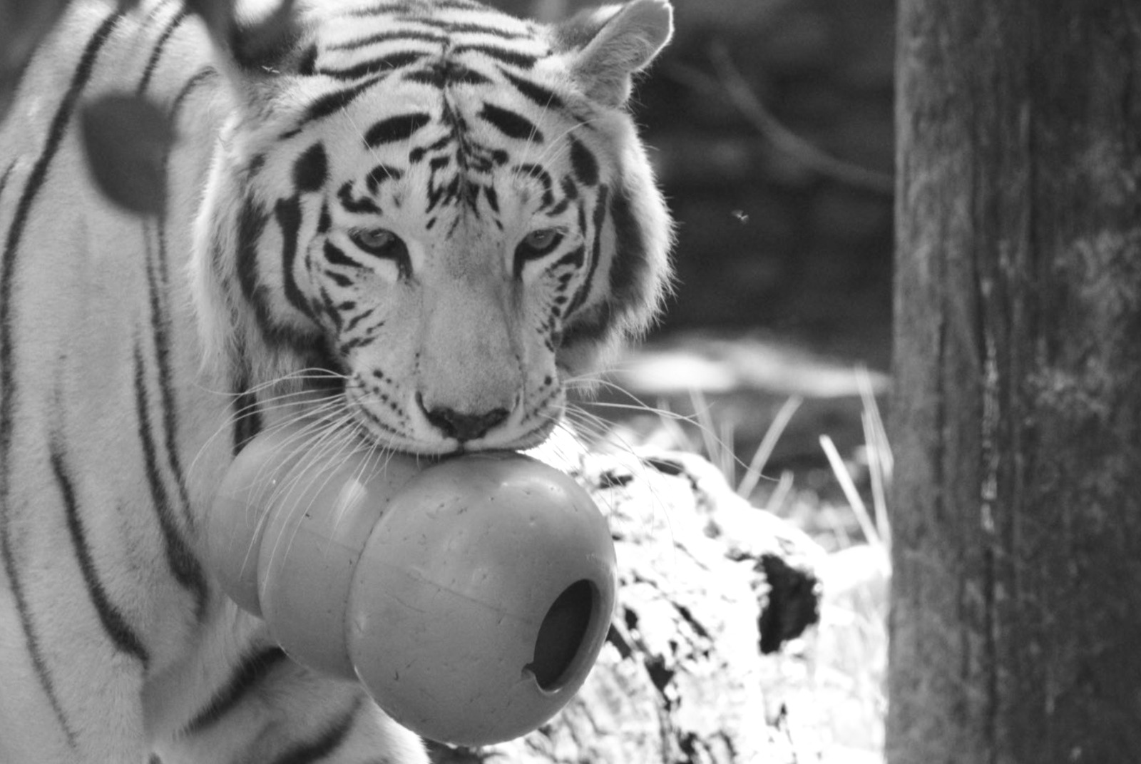 Zoológico La Aurora anuncia la muerte de Romina, tigresa de Bengala del parque