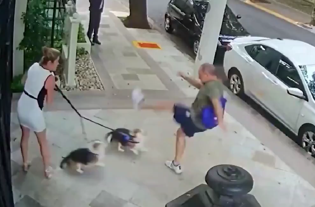 Video: Condenan a hombre por patear a dos perros