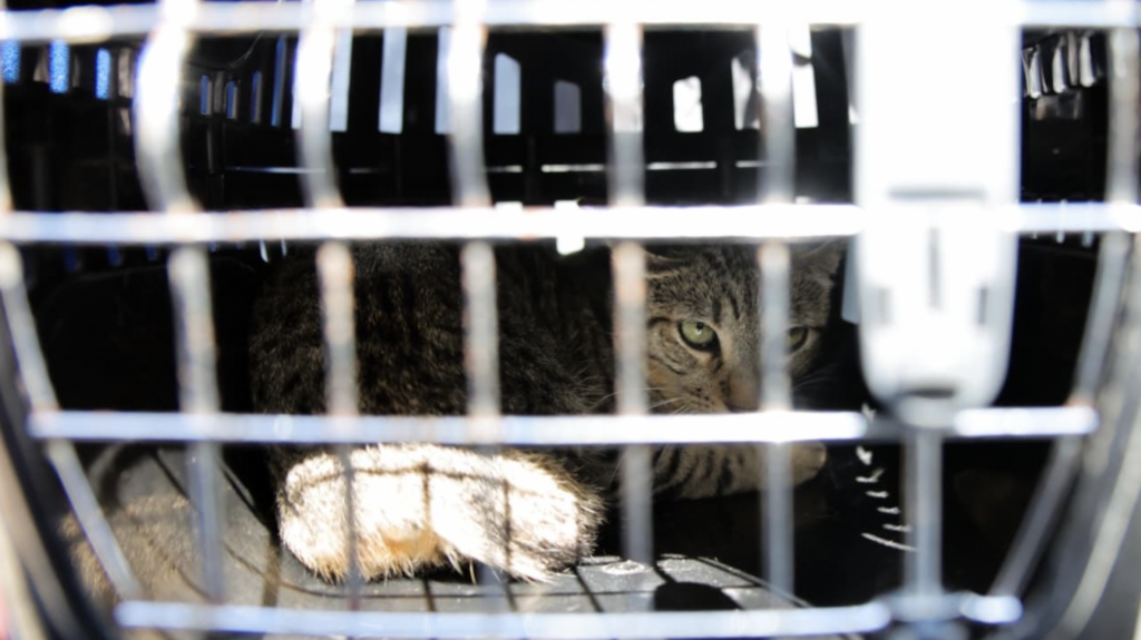 Rescatan a 16 gatos en condiciones insalubres en vivienda