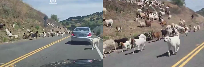 150 cabras escapan de la granja y complican tránsito (video)