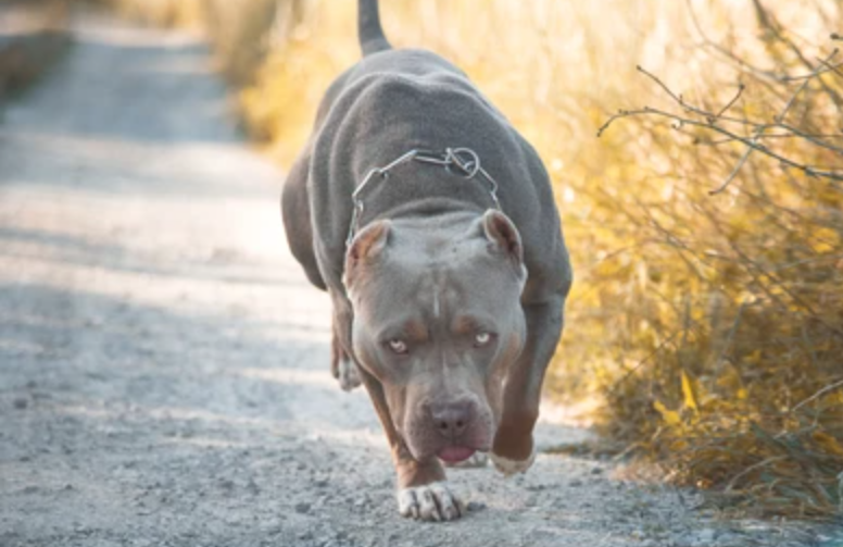 Pitbull ataca a su dueña; le desfigura la cara