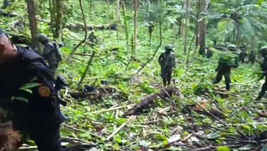 VIDEO: Autoridades destruyen plantación de hoja de coca en Petén