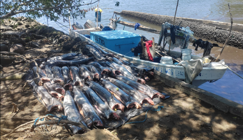 Salvadoreños son capturados por pesca ilegal en Guatemala