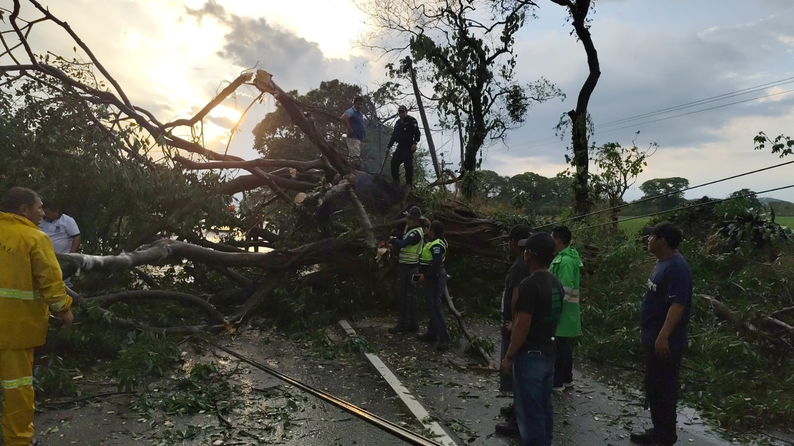 Video: Caída de árboles bloquea paso a Occidente